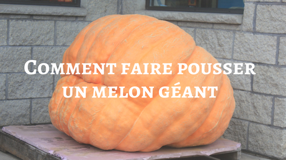 Comment faire pousser un melon géant